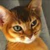 merricat